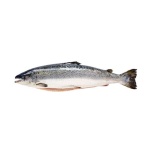 JAHUTATUD LÕHE ROOGITUD 5 kg (Salmo Salar) 